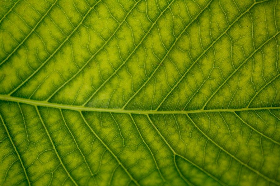 La importancia de los sellos ecológicos internacionales para las marcas premium en LATAM